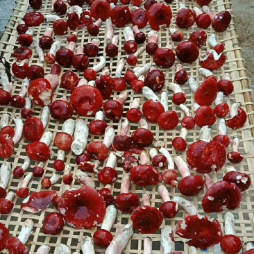 红菇