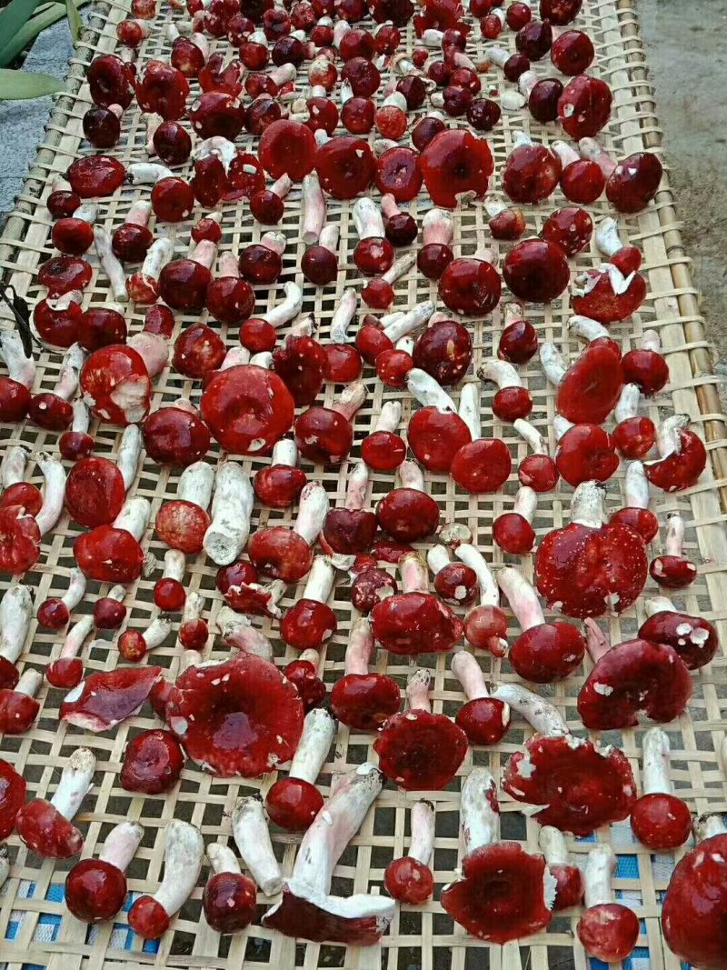 红菇