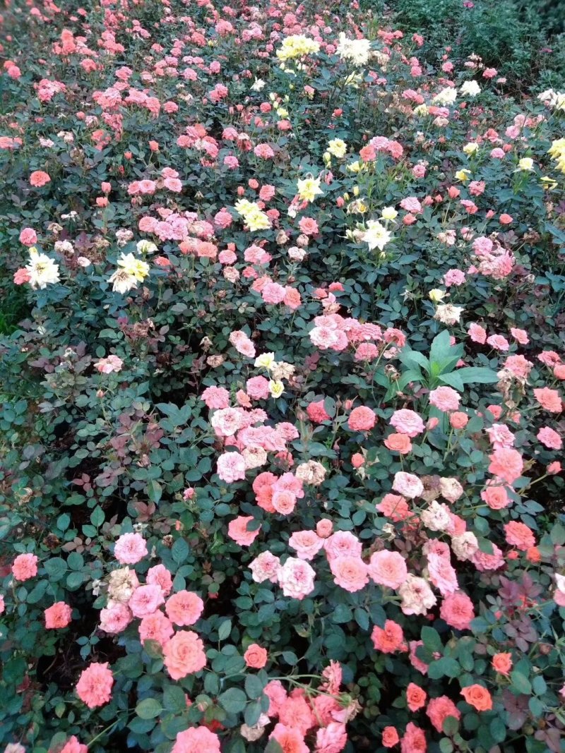 月季