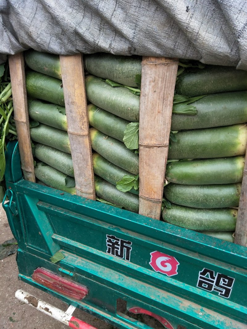 水果萝卜大量供应口感很好