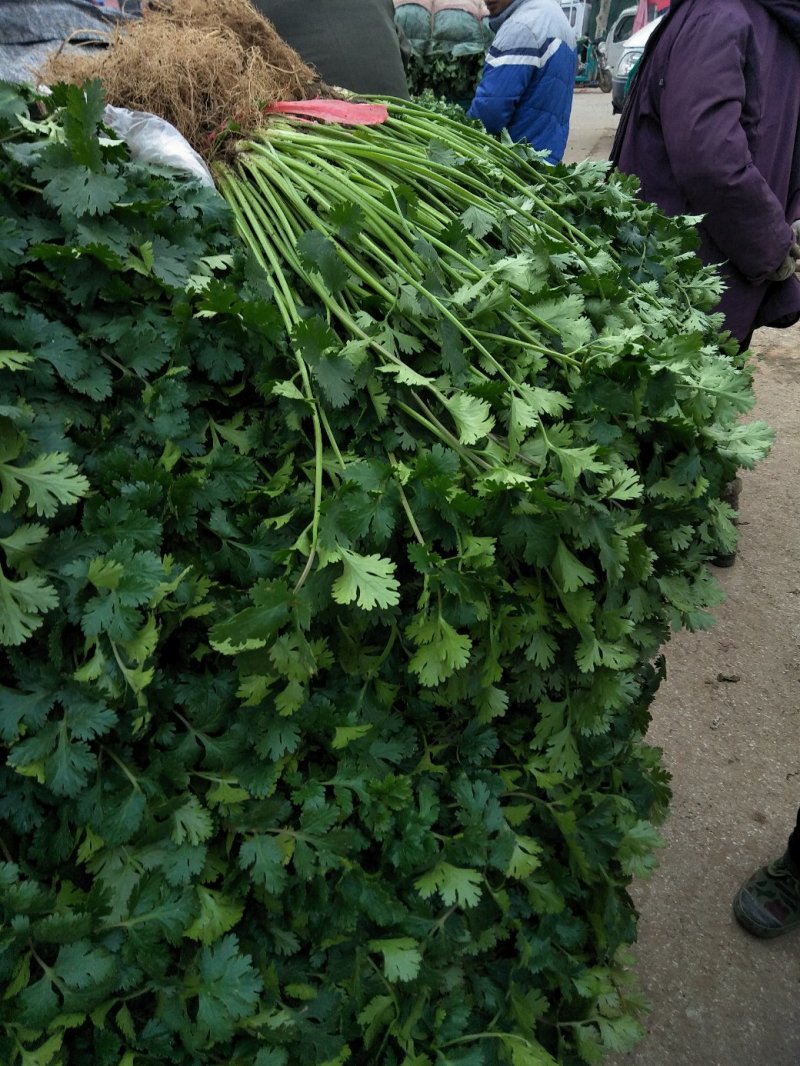 香菜大量供应质优价廉欢迎各位客商光临选购