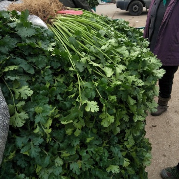 香菜大量供应质优价廉欢迎各位客商光临选购