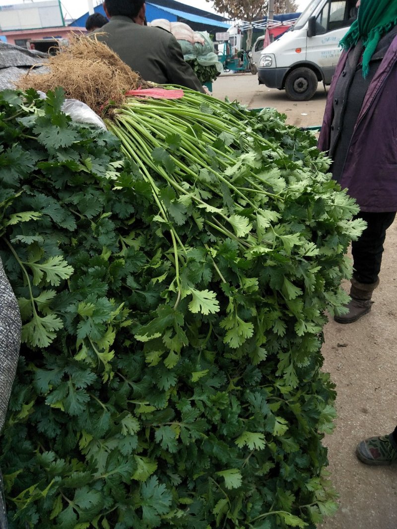 香菜大量供应质优价廉欢迎各位客商光临选购