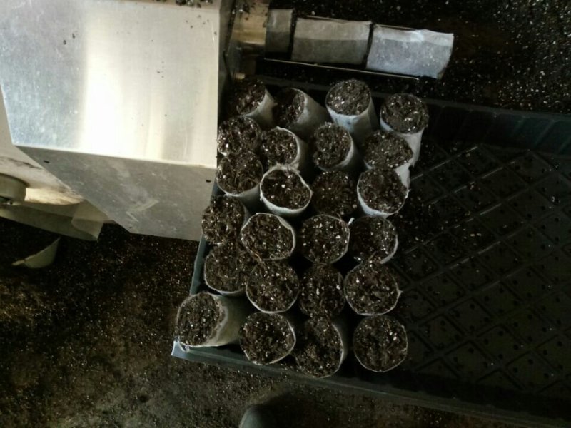 基质育苗袋