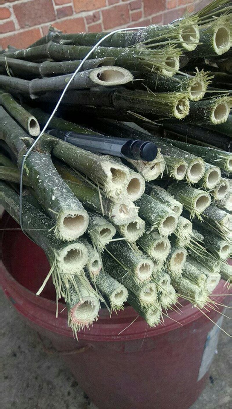 菜架竹竿豆角扦