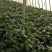 唐山大叶菠菜，叶菜菠菜色亮叶厚，物美价廉欢迎进店选购