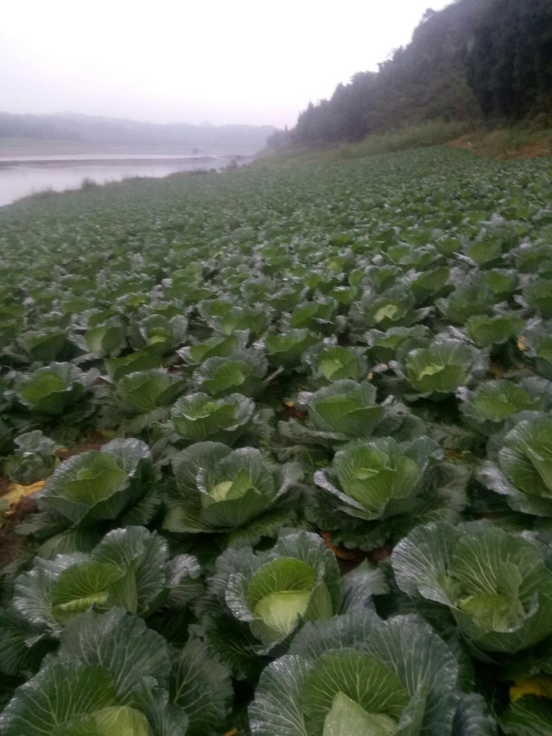 本人有200亩基地，种植白萝卜，包菜玉米，等各种蔬菜