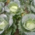 本人有200亩基地，种植白萝卜，包菜玉米，等各种蔬菜