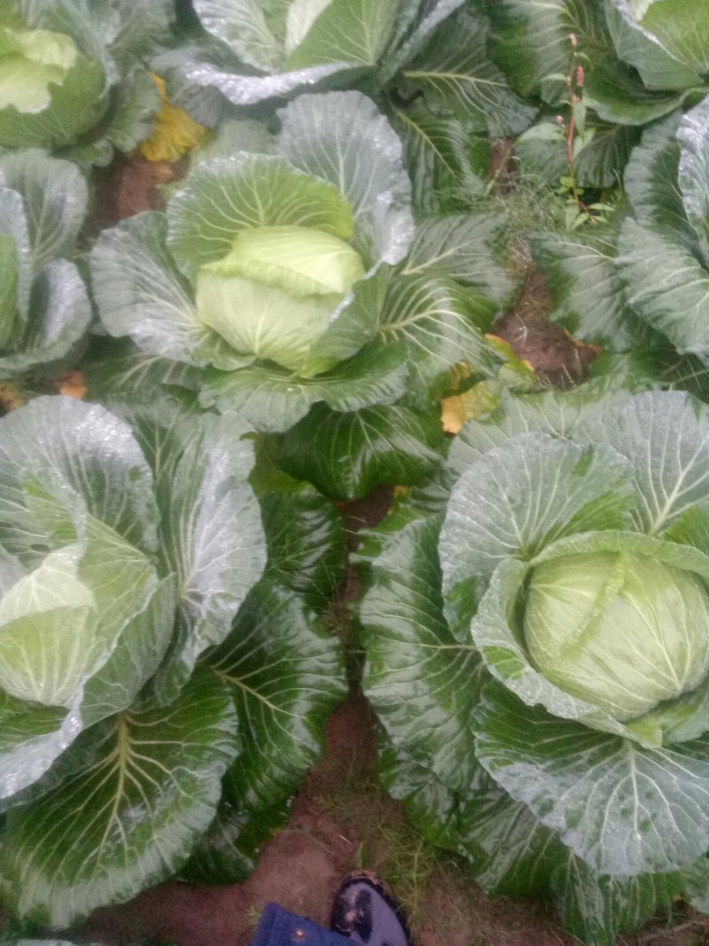 本人有200亩基地，种植白萝卜，包菜玉米，等各种蔬菜