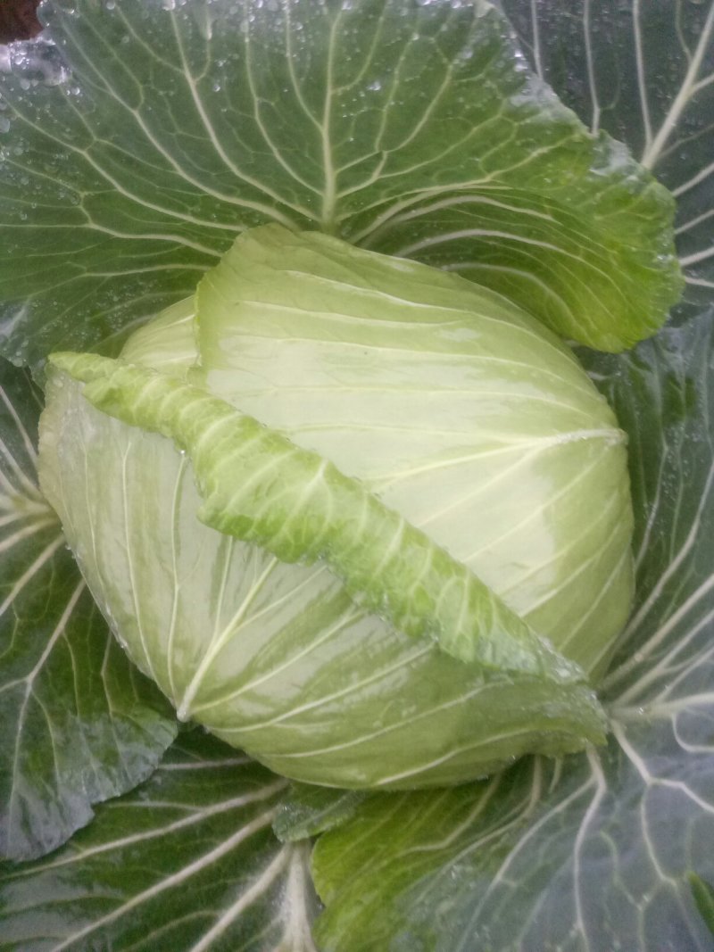 本人有200亩基地，种植白萝卜，包菜玉米，等各种蔬菜
