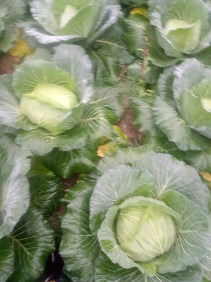 本人有200亩基地，种植白萝卜，包菜玉米，等各种蔬菜
