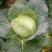 本人有200亩基地，种植白萝卜，包菜玉米，等各种蔬菜