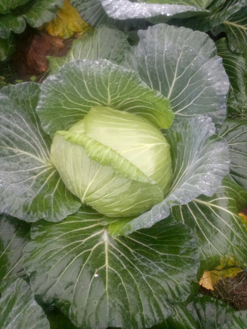 本人有200亩基地，种植白萝卜，包菜玉米，等各种蔬菜