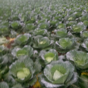 本人有200亩基地，种植白萝卜，包菜玉米，等各种蔬菜