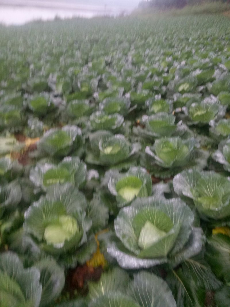本人有200亩基地，种植白萝卜，包菜玉米，等各种蔬菜