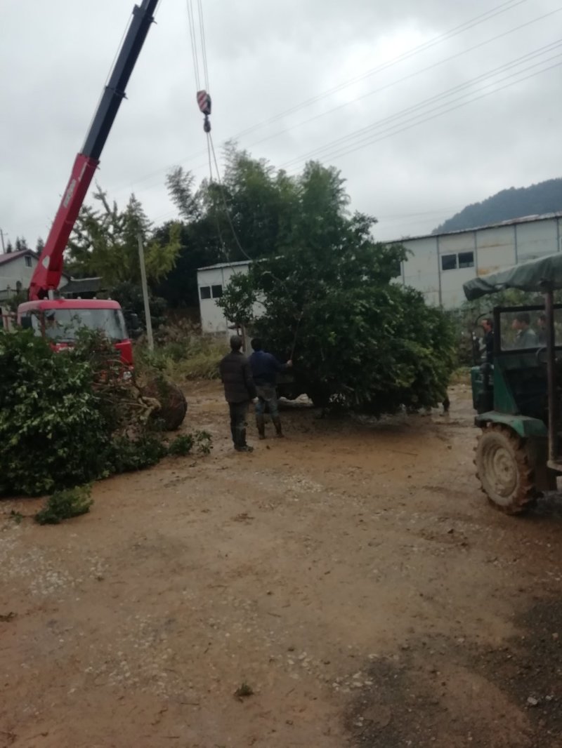 精品杨梅树，绿化苗木