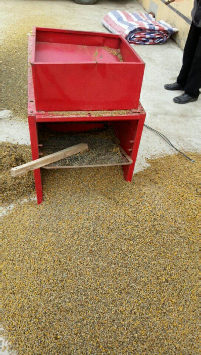 野菊花野生颗粒河南每斤18元选货1斤起售