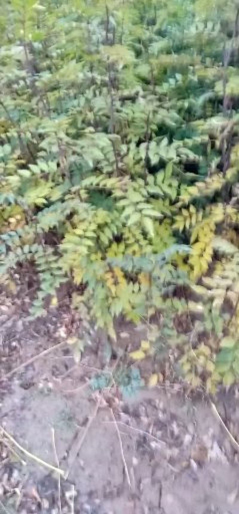 狮子头花椒苗