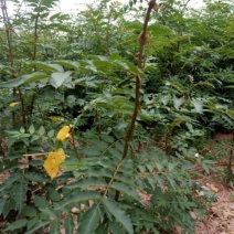 狮子头花椒苗