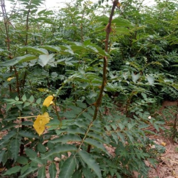 狮子头花椒苗
