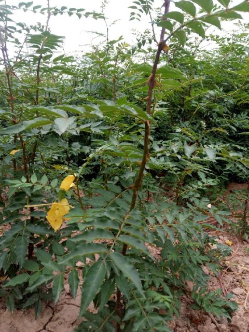 狮子头花椒苗