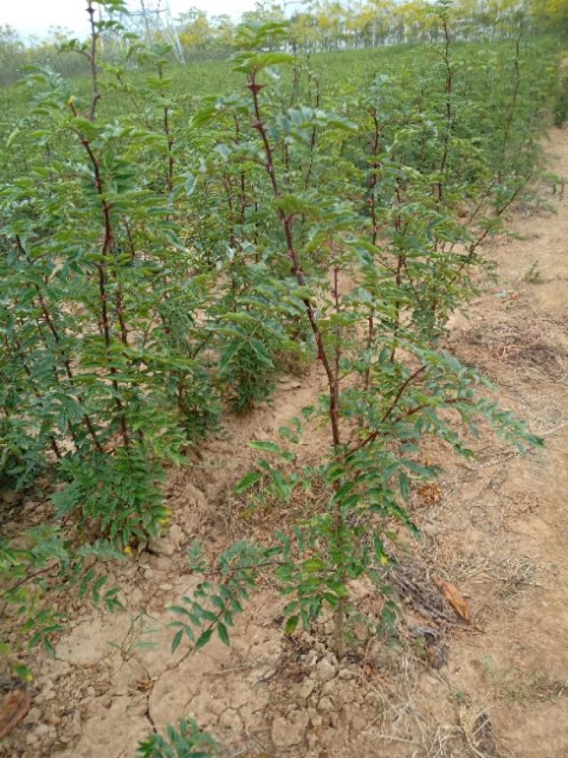 狮子头花椒苗