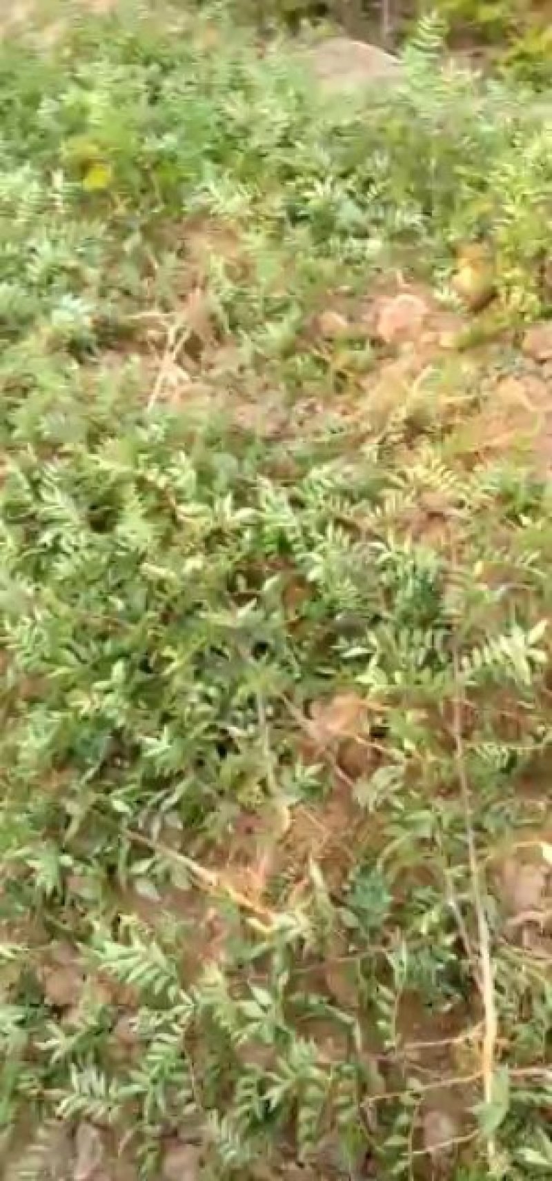 狮子头花椒苗