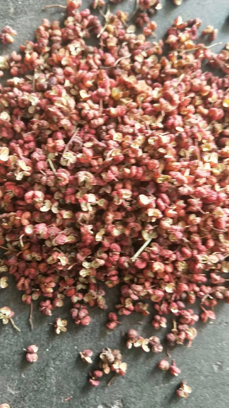 狮子头花椒苗