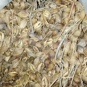 连翘种子