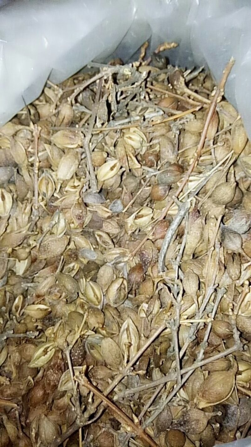 连翘种子