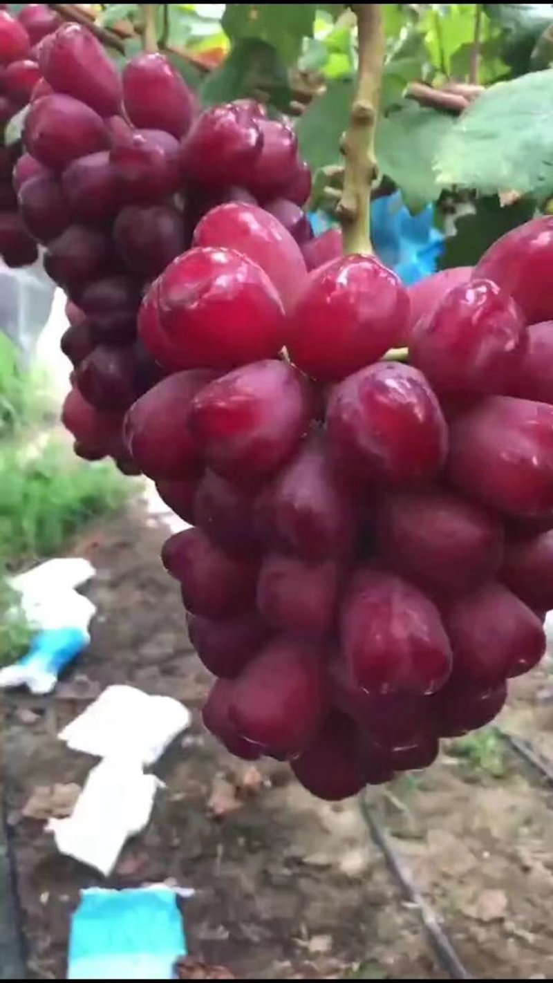 优质户太8号葡萄苗