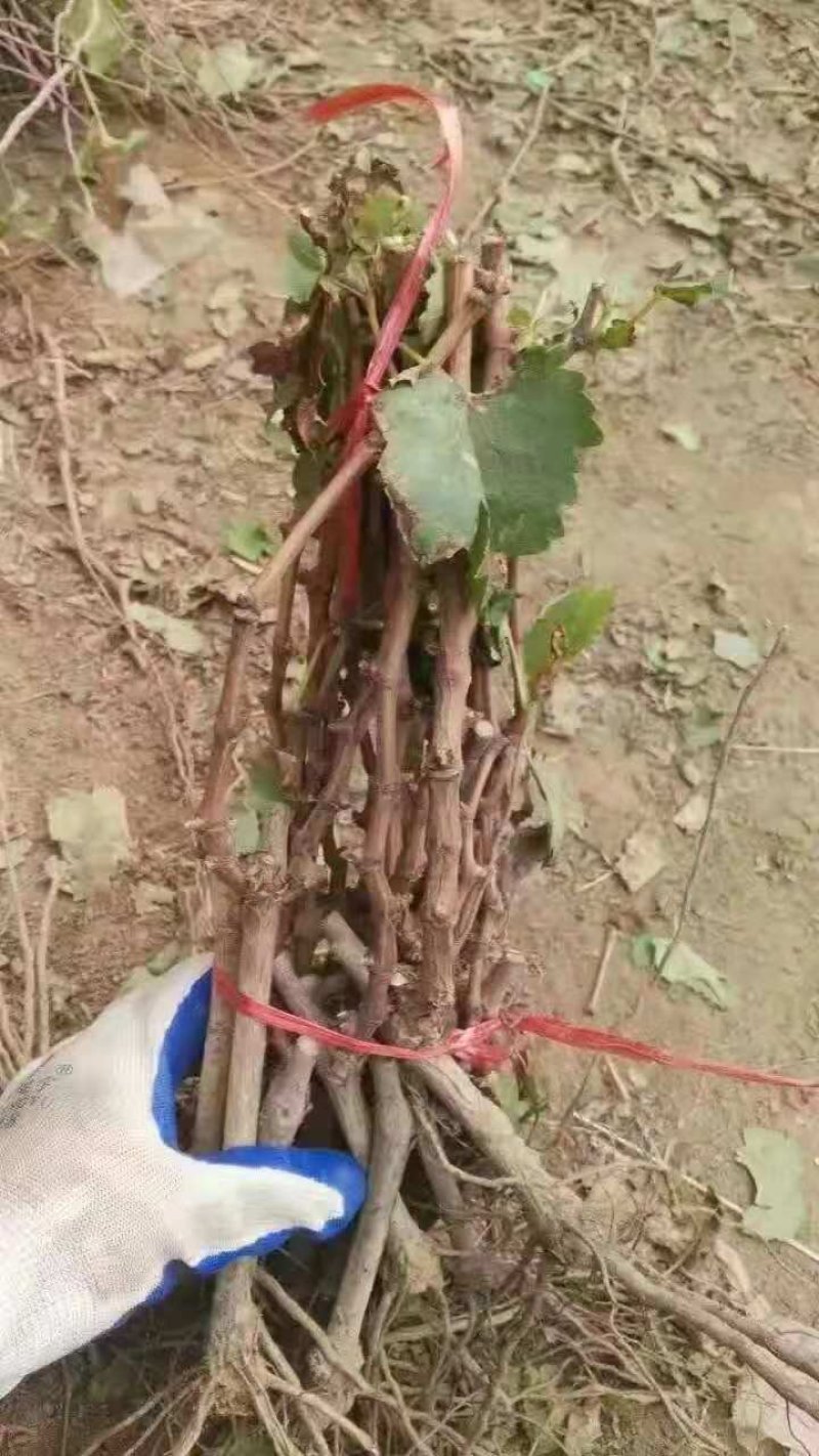 优质户太8号葡萄苗