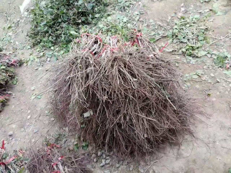 优质户太8号葡萄苗
