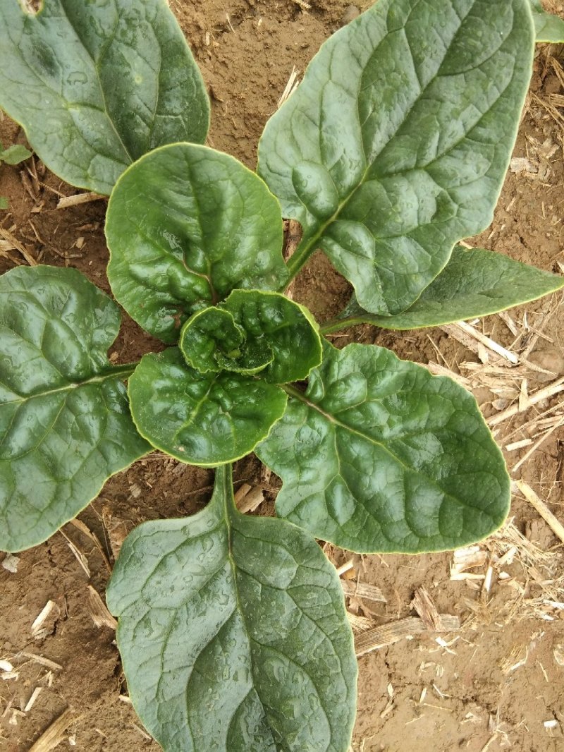 爬地菠菜35天，叶厚，短竿，圆叶