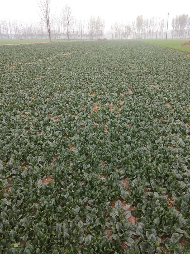 爬地菠菜35天，叶厚，短竿，圆叶