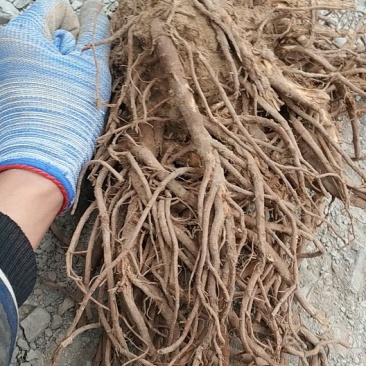 羌活甘肃省陇南市优质产地
