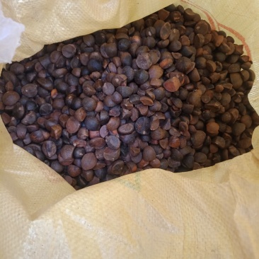 野生山茶籽，全干籽