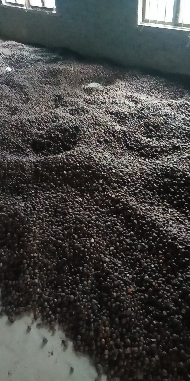 野生山茶籽，全干籽
