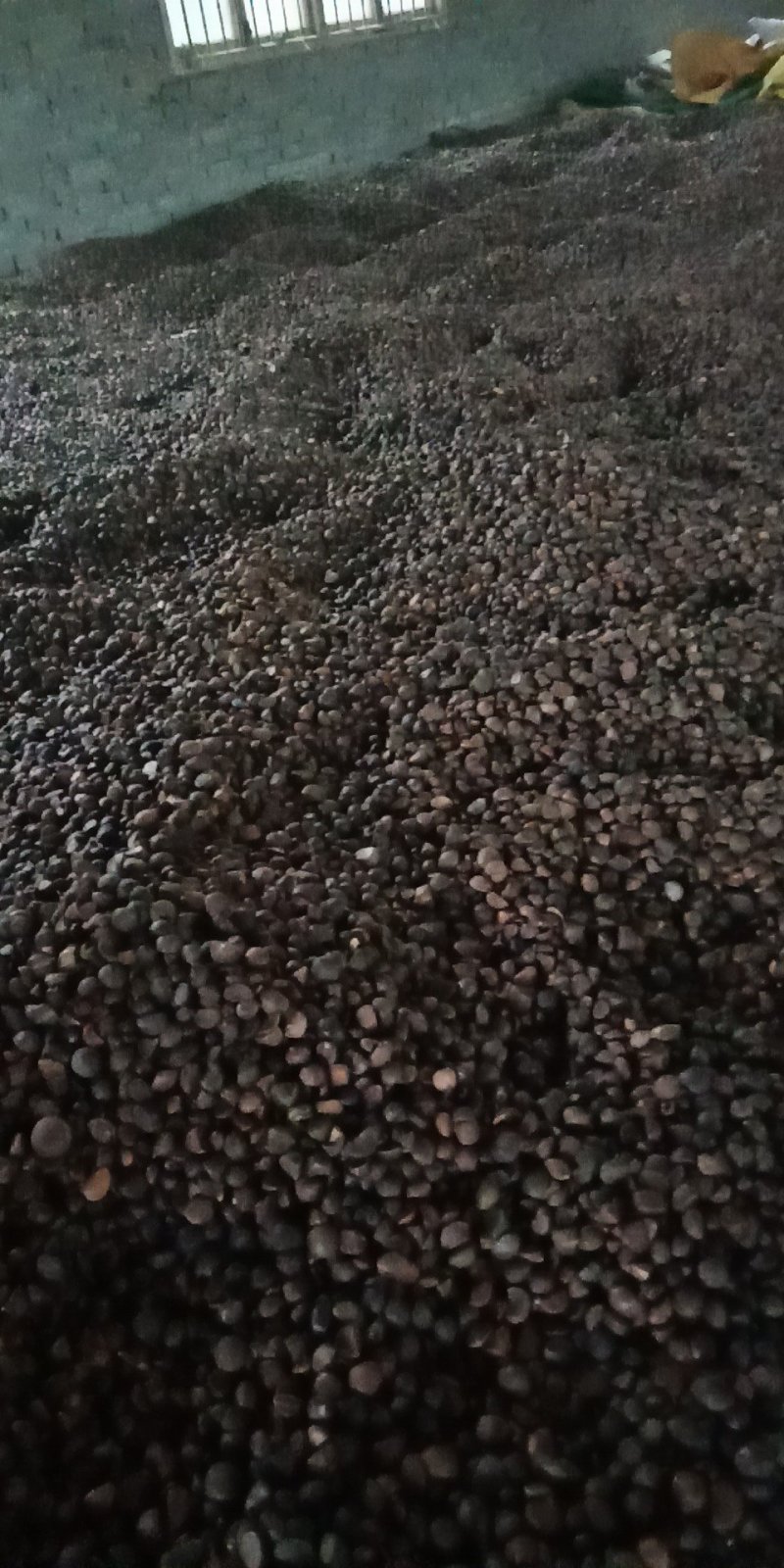 野生山茶籽，全干籽