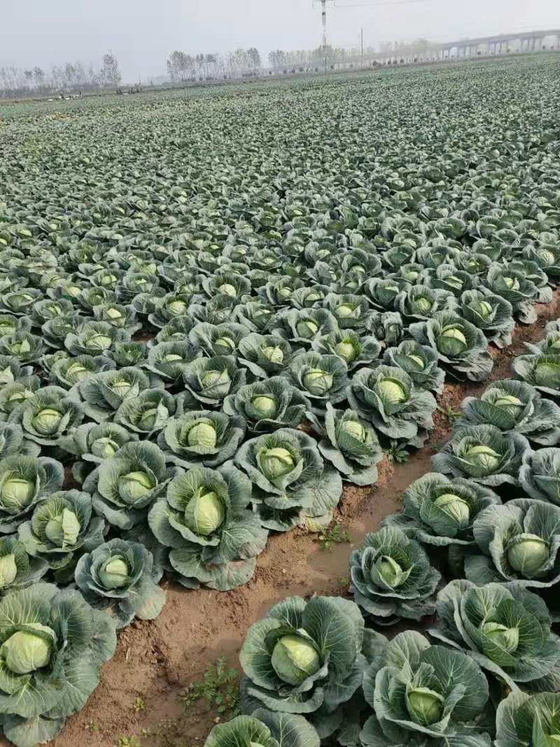 旺旺甘蓝！球形好、颜色绿！二斤左右质量杠杠滴！