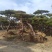 造型松