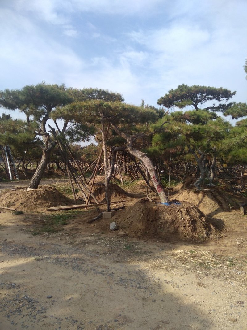 造型松