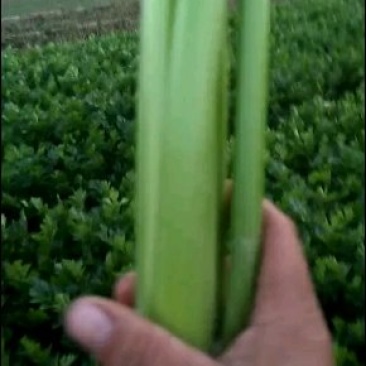芹菜