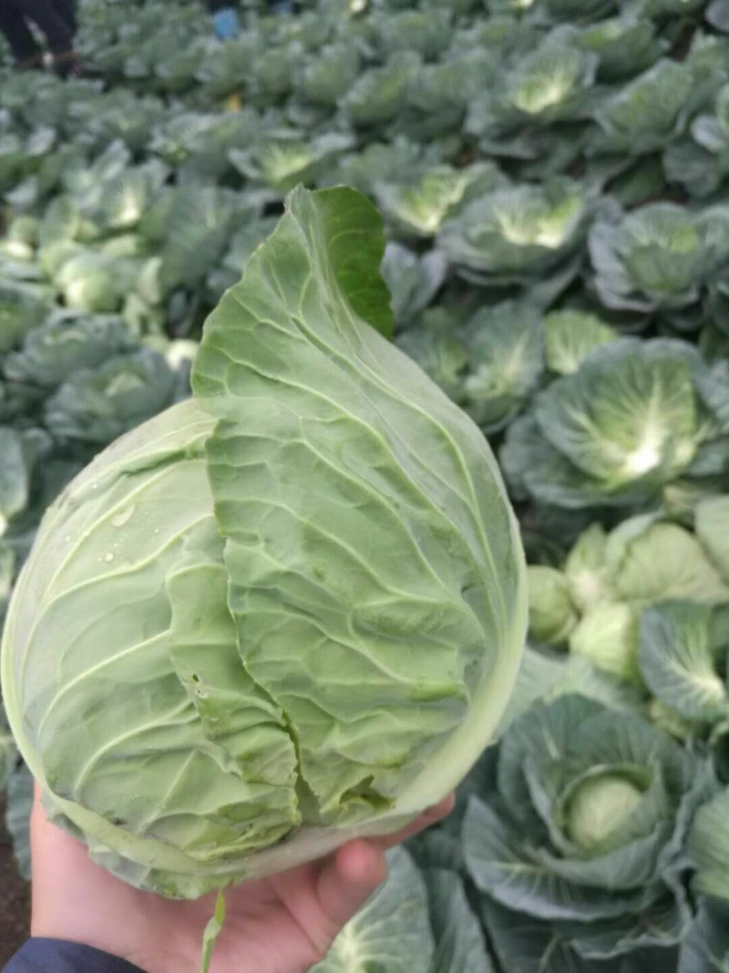 圆甘蓝球形好颜色绿质量好！二斤左右质量杠杠滴！