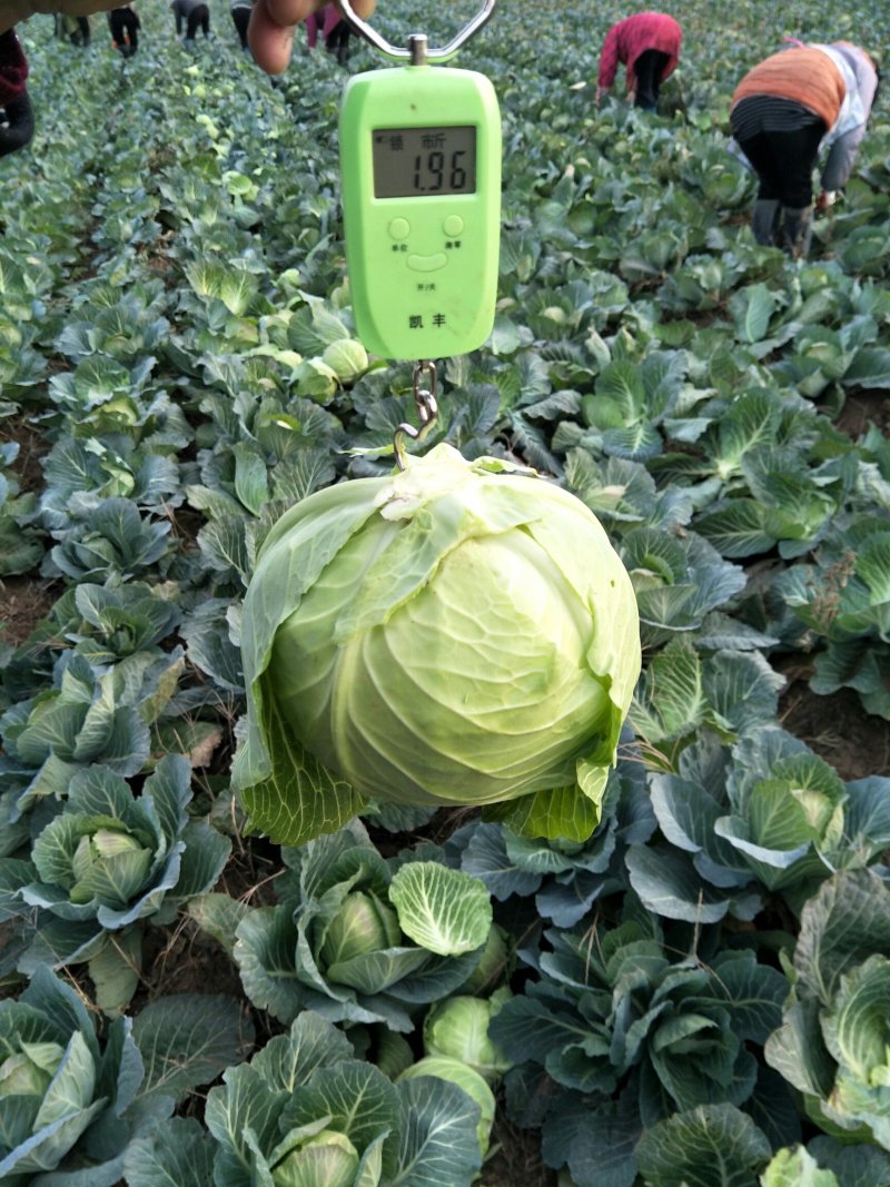 圆甘蓝球形好颜色绿质量好！二斤左右质量杠杠滴！