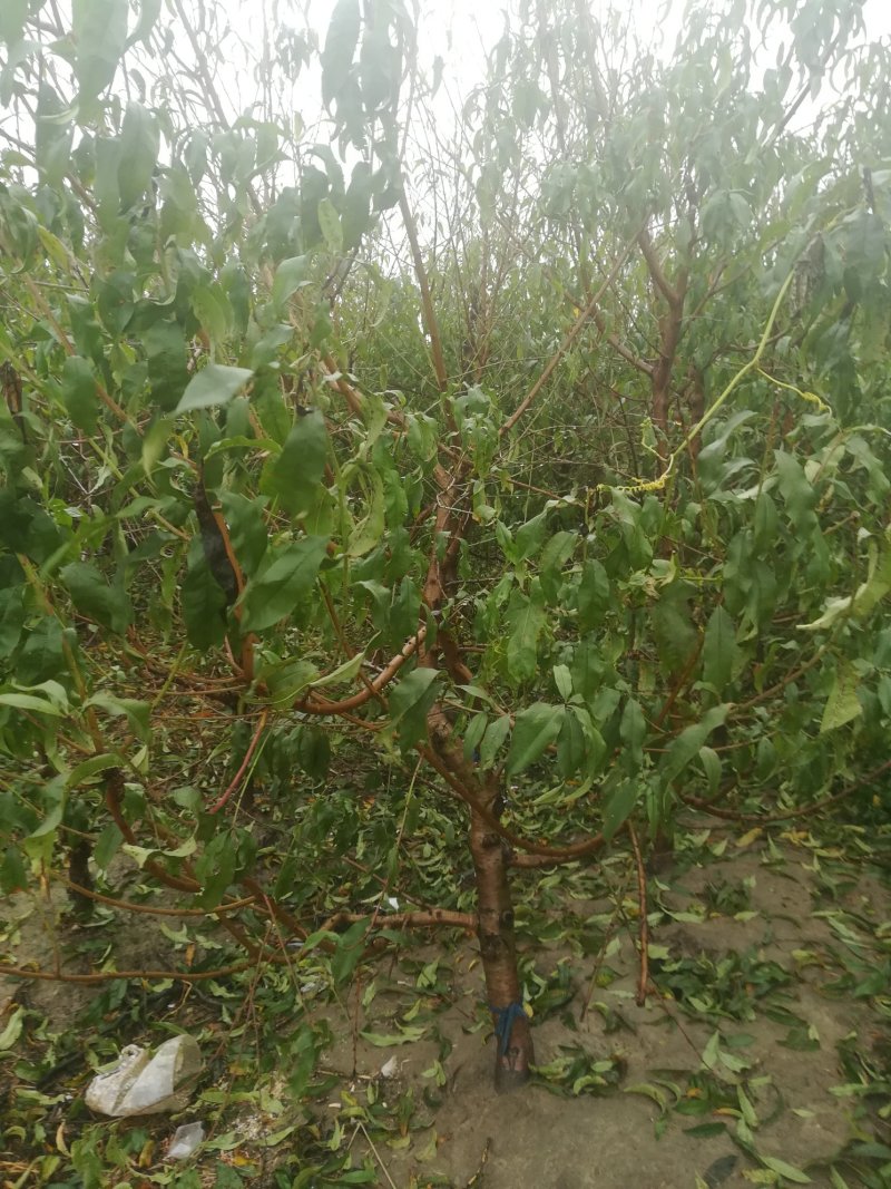 占地桃树约5一10cm6元/株