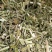 益母草1cm段河南野生支持线上保障交易可视频看货