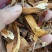 瓜蒌皮河南野生支持线上保障交易可视频看货