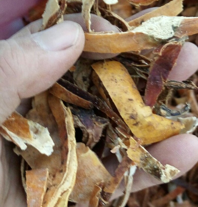 瓜蒌皮河南野生支持线上保障交易可视频看货