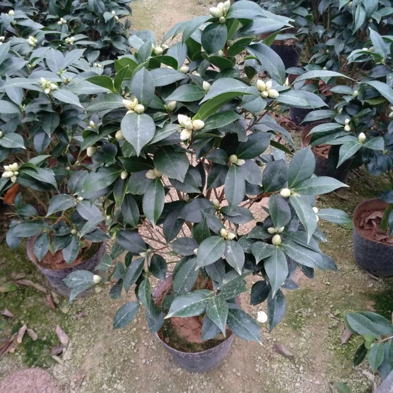 五色赤丹一树多色茶花种植户直销一手货源视频照片看货放心购